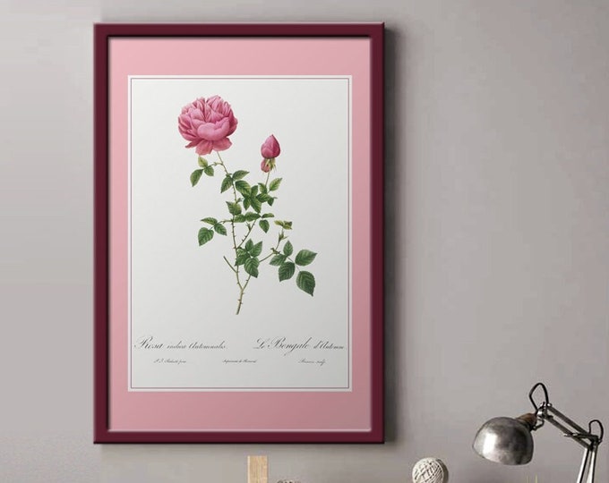 Poster rosa Indica I Rose bushes I Roses I JP Redouté