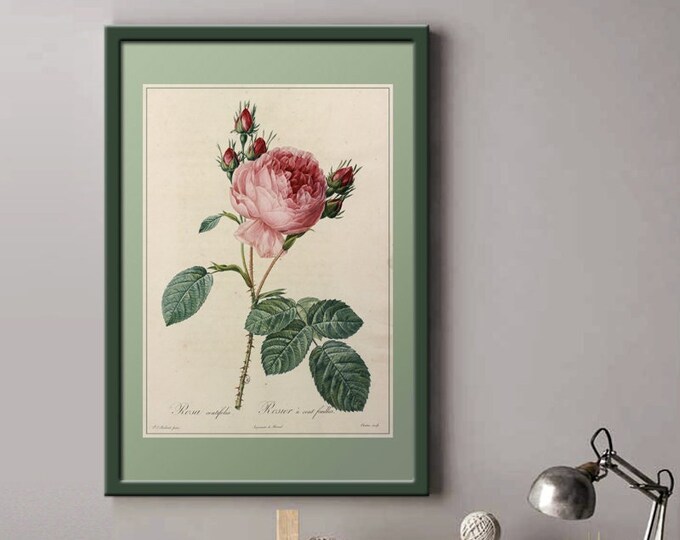 Poster rose bushes with 100 flowers I Rose bushes I Roses I JP Redouté