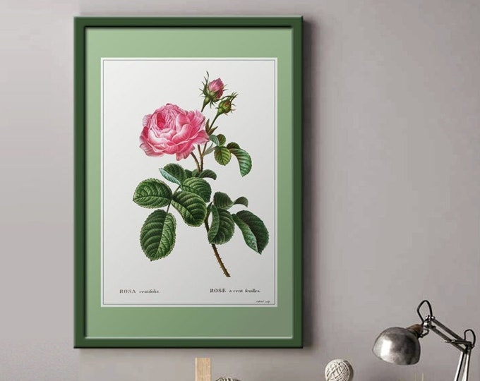 Rose bush 100 leaves I Rose bushes I Roses I retro