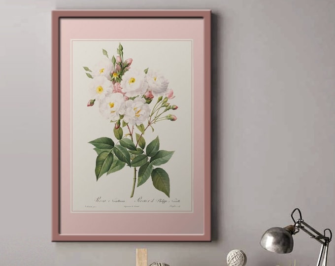 Rose bush poster by Philippe I Rose bushes I Roses I Flowers I Redouté