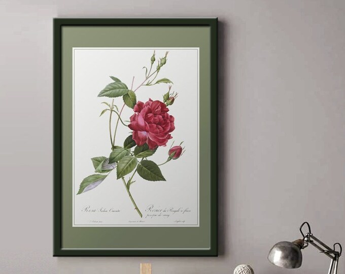 Bengal rose bush poster I pink I retro flowers I JP REDOUTE poster