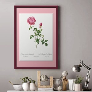 Poster rosa Indica I Rose bushes I Roses I JP Redouté
