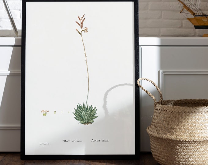 Poster ALOES obscure I Cactus I PJ REDOUTE I floral