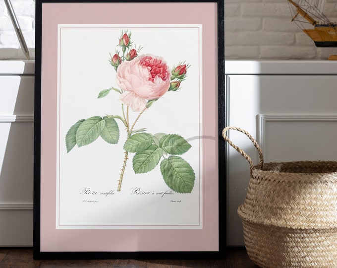 Rose bush poster 100 sheets I Pj Redoute I Roses flowers