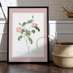 Poster fruit rose bush I Redouté I roses I botanical