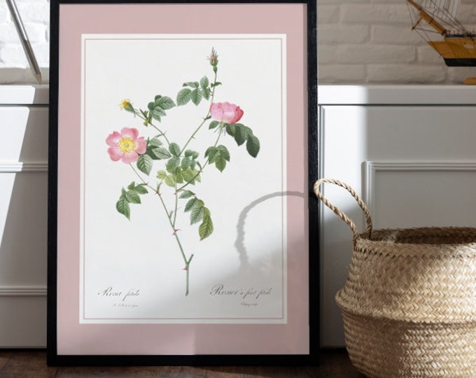 Poster fruit rose bush I Redouté I roses I botanical