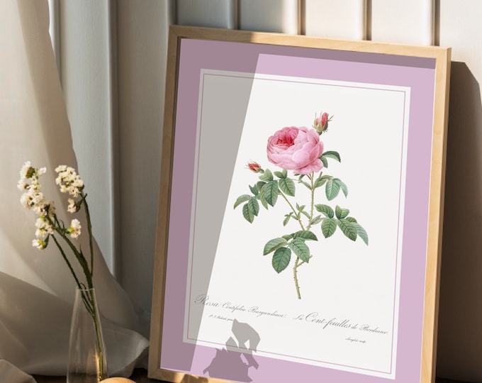 Rose bush poster The hundred leaves of Bordeaux I PJ Redouté