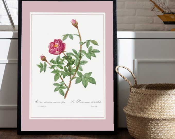 Pink poster La Mousseuse de la spire I Rose bushes I Roses I Flowers I JP Redoute