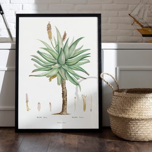 Poster ALOE Ferox I Aloe feros I Cactus I JP Redouté