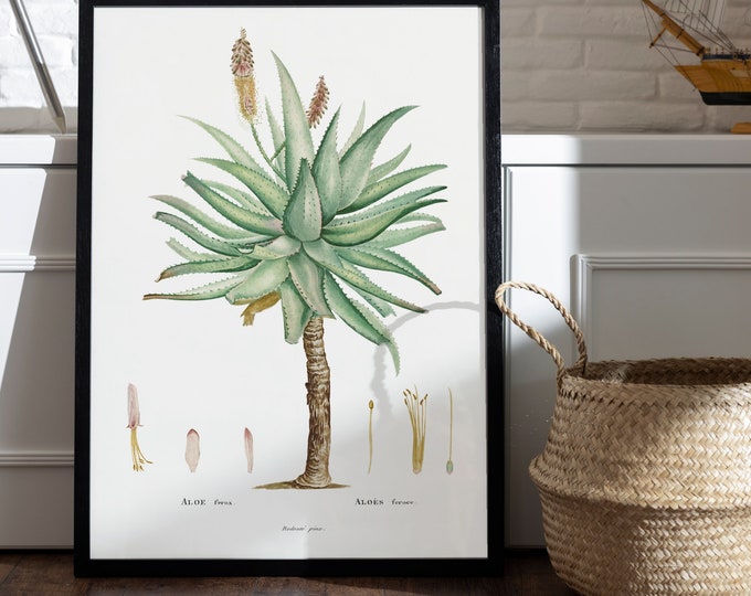 Poster ALOE Ferox I Aloe feros I Cactus I JP Redouté