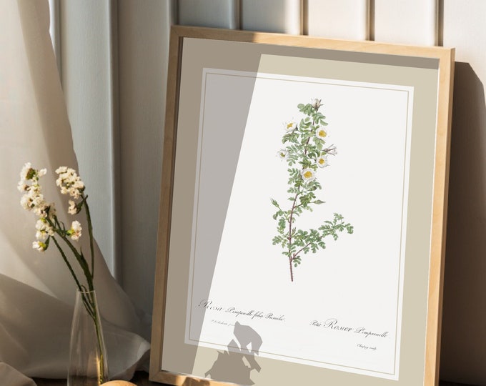 Burnet rose poster I drawing Redoute I Rosa