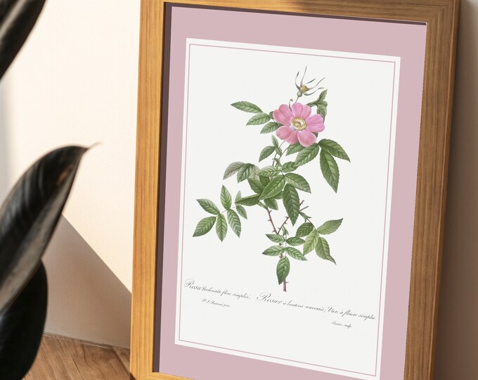 Poster rose bushes upside down buds I JP Redoute I Pink poster