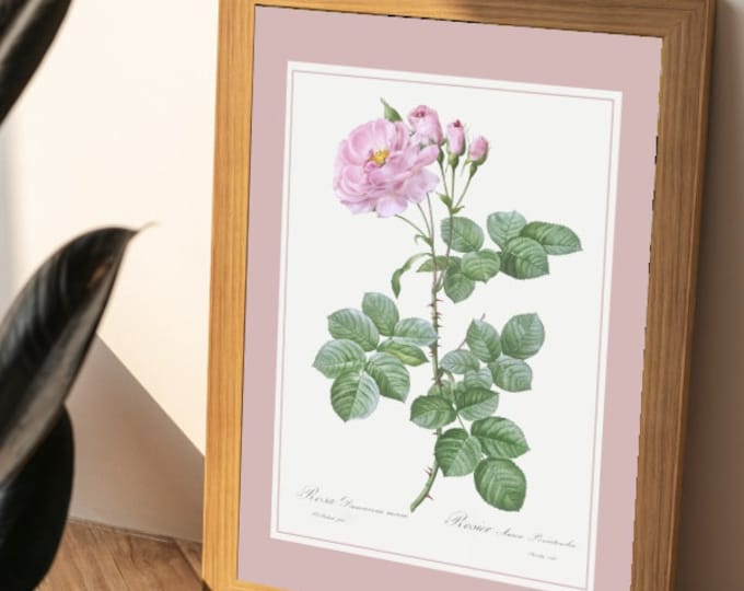 Rose bush poster Aurore I Roses I Rosiers I JP Redoute