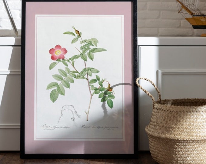 Poster rose bush of the Alps I Rose I JP REDOUTE