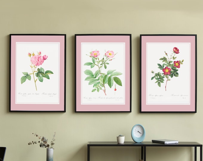 Poster roses and rose bushes I JP Redouté I Triptych I Vintage I Retro