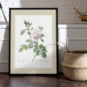 Puede incluir: Una ilustración botánica enmarcada de una rosa blanca con hojas verdes. La ilustración se titula "Rose  Rigida" y "Rose  d'Espagne  a  fleur  blanche".