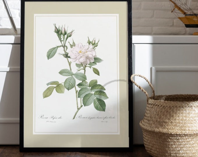 4 seasons rosebush poster