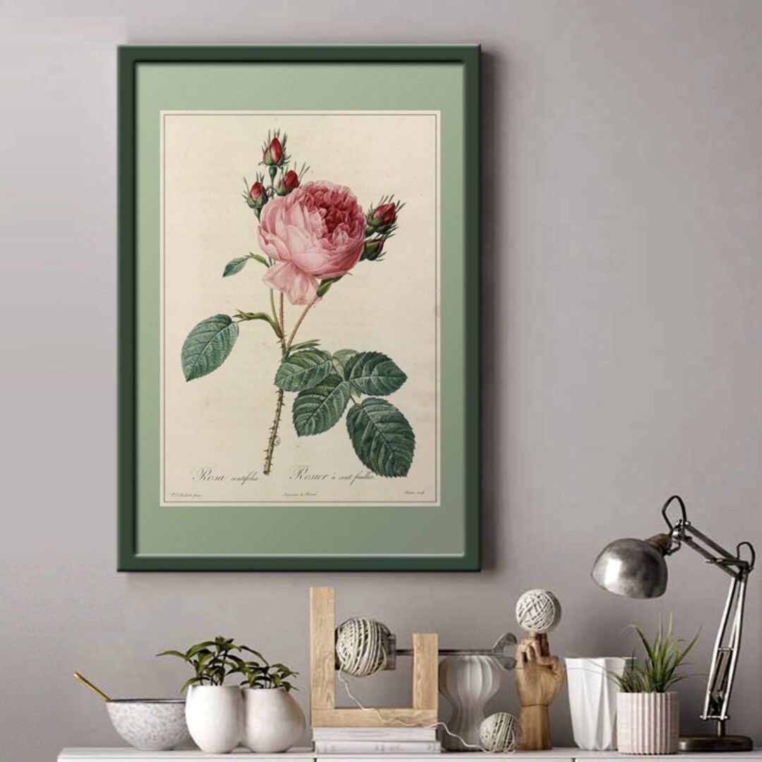 Tips For Roses Poster Poster Rose Bushes With 100 Flowers I Rose Bushes I Roses I JP Redouté ...