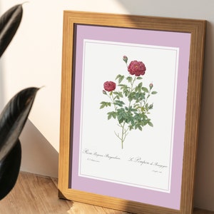 Affiche rosier pompon de Bourgogne I JP Redouté I Affiche rose