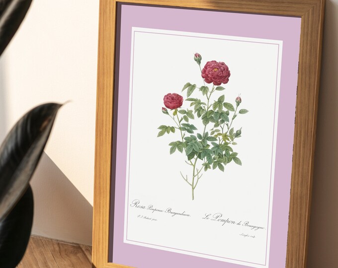 Burgundy pompom rose bush poster I JP Redouté I Pink poster