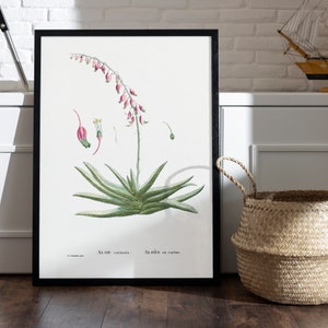 Poster ALOE Carinata I Aloes in Lent I JP REDOUTE