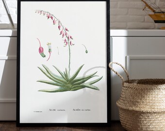 Poster ALOE Carinata I Aloes in Lent I JP REDOUTE