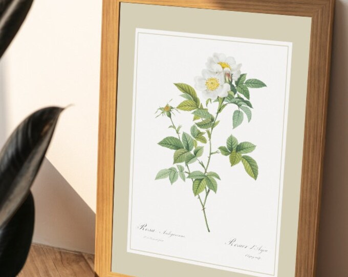 Anjou rose poster I JP Redouté I Roses I Flowers