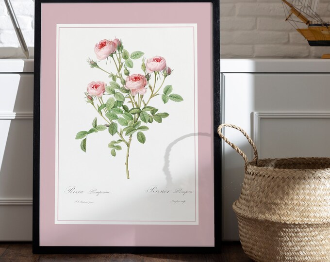 Pompom rose bush poster I PJ Redouté I Rose I Flowers