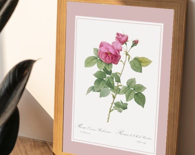 Bourbon Island rose bush I Rose bushes I Rose I Redoute