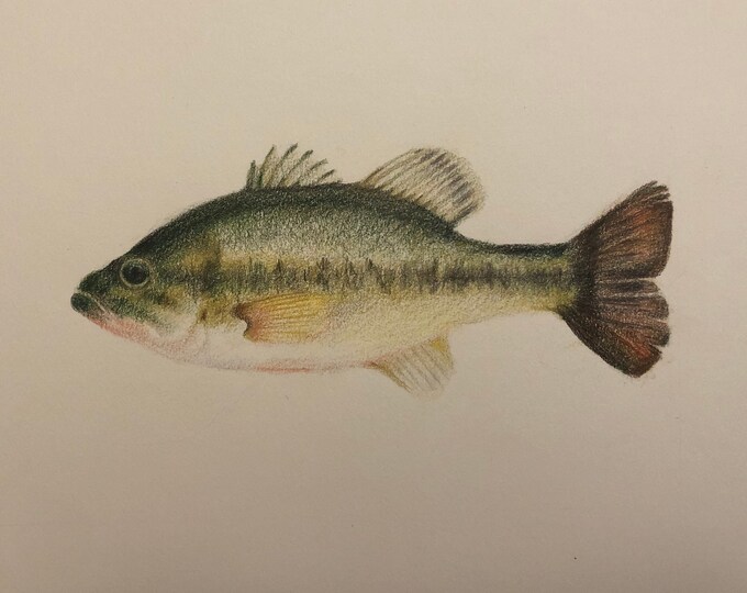 Custom Fish Drawing - Etsy