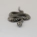 see more listings in the Snakes section