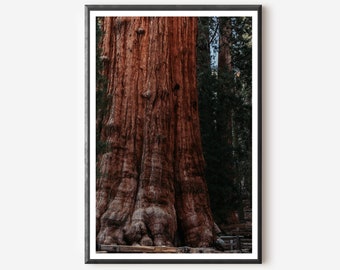 General Sherman Sequoia Tree Print: Forest Wall Decor