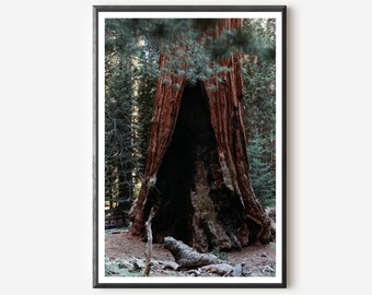 Sequoia National Park Print: Enchanted Forest Wall Art