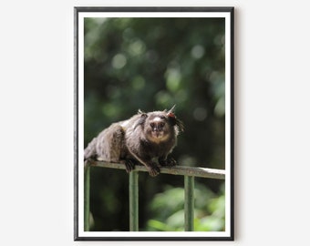 Marmoset Monkey Print: Rio de Janeiro Wildlife Photography