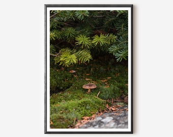May include: A single mushroom grows in a bed of green moss, surrounded by pine needles and branches. The mushroom is brown with a white stem.