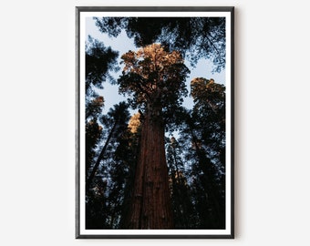 Sequoia National Park Print: General Sherman Tree Photography