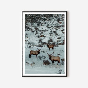 Wildlife Photography Elk Print Colorado Elk Art Rocky Mountain National Park Print Elk Photography Western Wall Decor Prints Gang of Elks