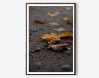 Spider Photography Print: Keene Valley, NY - Halloween Wall Art