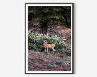 Sequoia National Park Deer Print: Wildlife Nature Wall Art