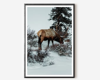 Elk Photography Print: Winter Wildlife Art, Rocky Mountain National Park