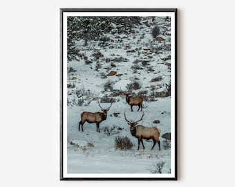 Colorado Elk Photography Print: Rocky Mountain National Park Wall Art