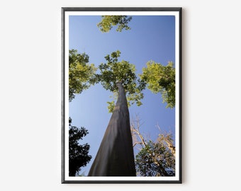 Tropical Tree Print: Tijuca National Park Nature Photography