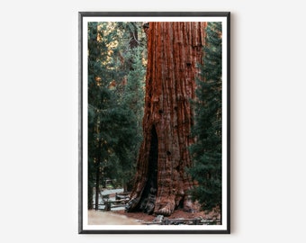 Sequoia National Park Print: Enchanted Forest Wall Art