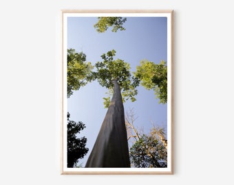 Impression d'arbre de Rio : photographie de nature tropicale, art mural côtier (téléchargement numérique)