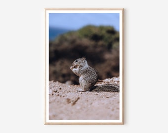 Squirrel Photography Print: Big Sur California Coast (Digital Download)
