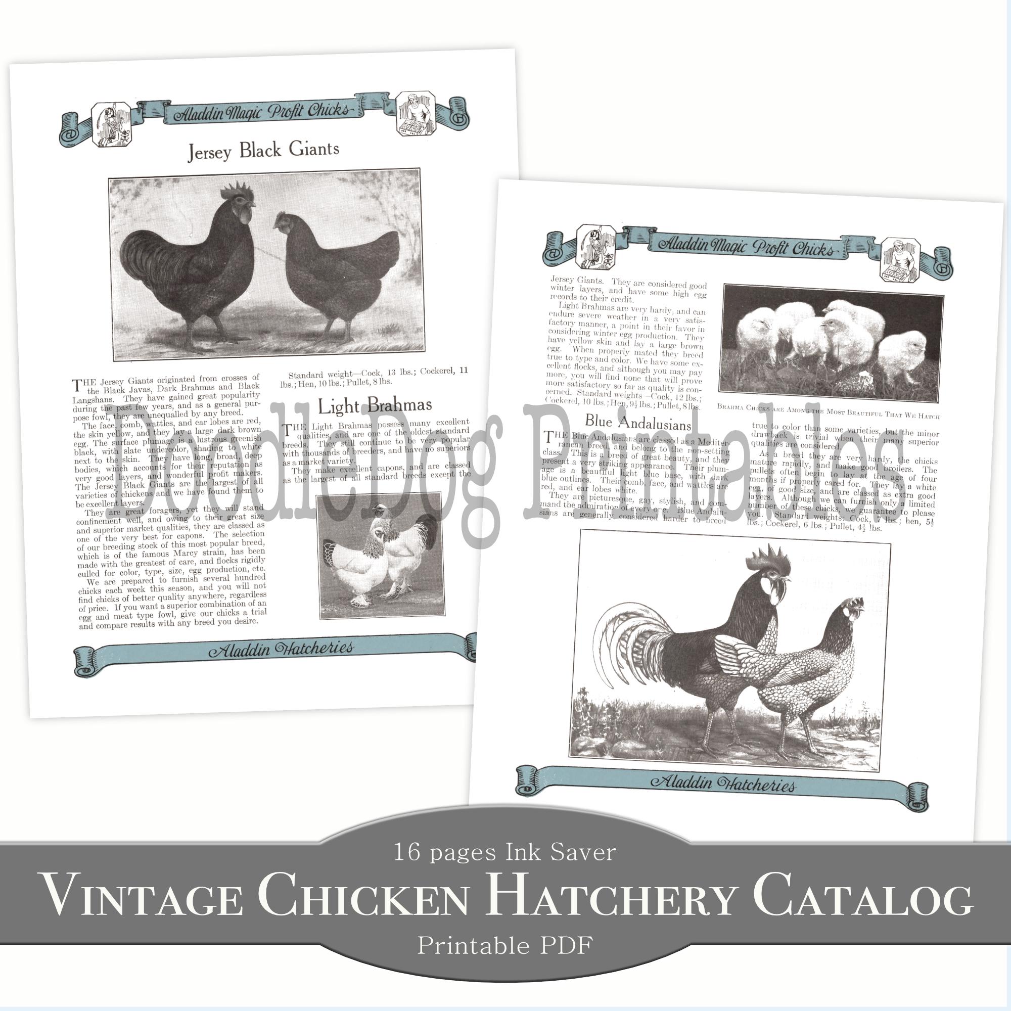 Printable Antique Chicken Hatchery Catalog Pages 1920s Vintage Poultry
