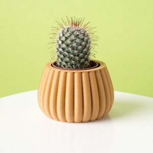Può includere: Un piccolo cactus verde con spine bianche in un vaso di ceramica marrone con nervature. Il vaso è appoggiato su una superficie bianca su uno sfondo verde chiaro.