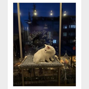May include: A white cat sits on a gray cat bed, looking out a window. The window is decorated with white chalk drawings, including a wreath with the year 2023 written inside.