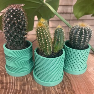 Peut inclure: Trois petits cactus dans des pots vert menthe avec des soucoupes assorties. Les cactus ont des corps verts et des épines jaunes. Les pots présentent différents motifs géométriques, dont des chevrons, des spirales et un motif en treillis. Une grande feuille verte est en arrière-plan.