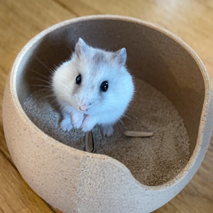 Op de afbeelding: Een kleine witte hamster met zwarte ogen zit in een beige keramische kom gevuld met bruin zand.